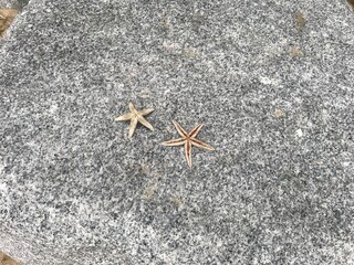 starfish on stone