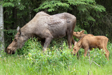 Fototapeta premium Cow Moose and Calves