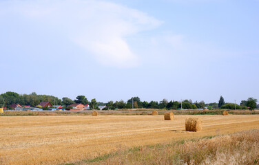 Obraz premium Rolls of straw in the field after harvesting wheat against the backdrop of village houses.