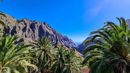 Fototapeta na wymiar Palm trees with view on pinnacle of remote tourist village Masca, Teno mountain range, Tenerife, Canary islands, Spain, Europe. Rock formation is surrounded by steep cliffs. Gulch connceted to the sea