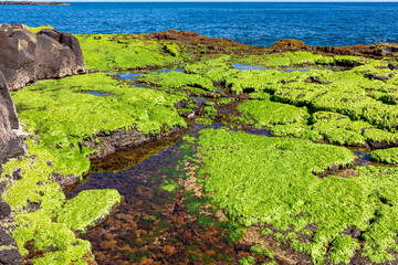 Scenic view on volcanic rocks overgrown by moss, green sea plants and algae on the coastline near tourist town Puerto de la Cruz, Tenerife, Canary Islands, Spain, Europe. Ocean bath Laja de la Sal
