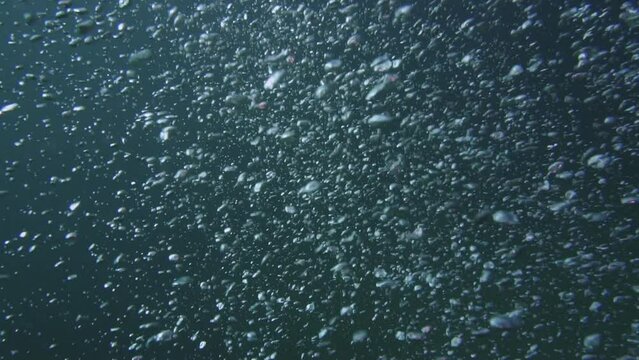 Underwater Slow Motion Shot Of A Large Group Of Bubbles Raising To The Surface