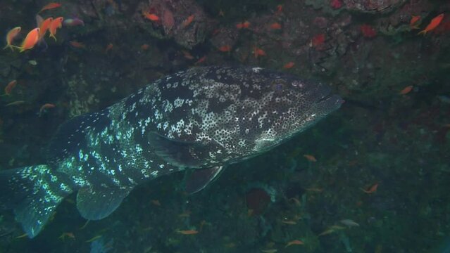Close-up Shot Of A Large Grouper Taking Shelter Behind A Rock With Small Fishes Swimming Around