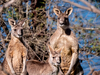 Fototapeta premium Kangaroo Family