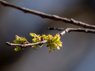 Spring Buds