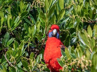 Peeking Rosella