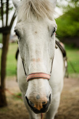 Portrait of a white horse. A cute white horse swarming near a tree. A racehorse on a farm. A horse with a saddle. A mare at a pasture. 