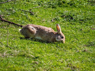 Wild Rabbit Feeding