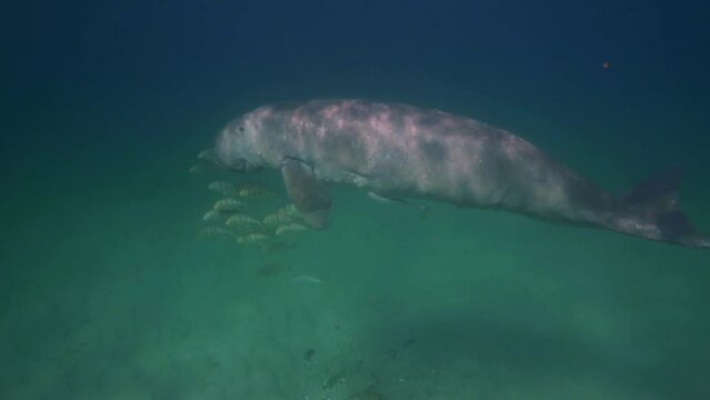  Dugong swimming along fish in tropical waters of Mozambique, Africa - Dugong dugon