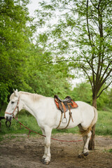 Portrait of a white horse. A cute white horse swarming near a tree. A racehorse on a farm. A horse with a saddle. A mare at a pasture. 