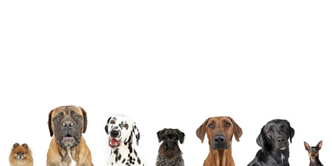 dog head of different breeds on a white panoramic background 