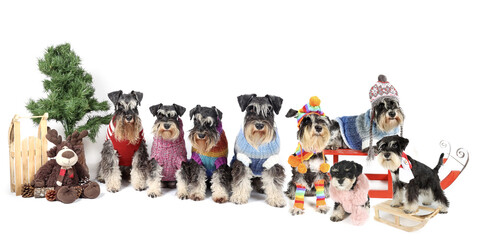 large group of dog with jumpers and woolen cap isolated on white background 