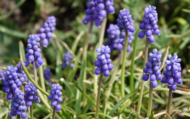 Flowers Muscari Armenian