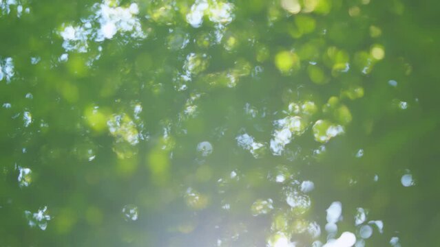 Green sunny fresh spring or summer foliage of trees. Blurred forest with bokeh and light leak. Blur.