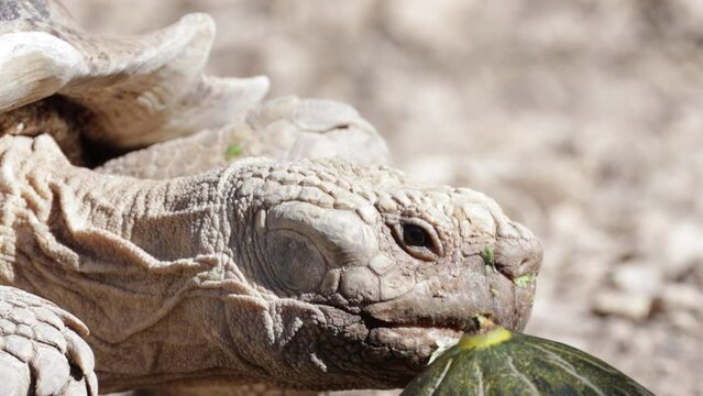 tortue sillonn&eacute;e en gros plan dans un parc	
