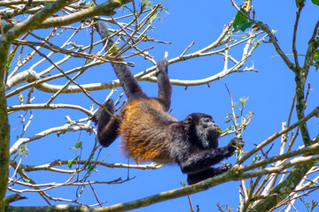 Howler monkey eating in a tree, Tortuguero NP, Costa Rica