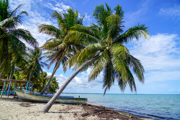 palm tree on the beach with a boat, Hopkins, Belize