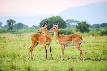 Naklejka na ściany i meble Kob antelope in the savannah, Uganda