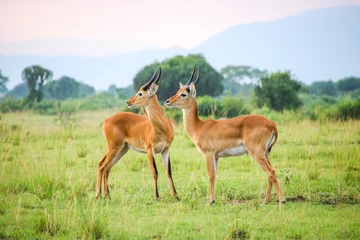 Fotobehang Kob antelope in the savannah, Uganda © Jeroen