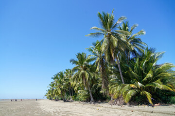Fototapeta na wymiar palm tree on the beach, Uvita, Costa Rica