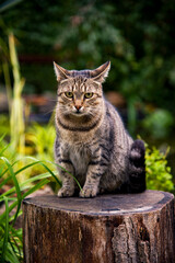cat in the autumn garden