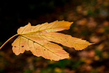 maple autumn maple leaf with rainy drops on the ground
