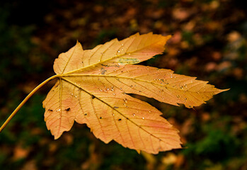 maple leaf in autumn