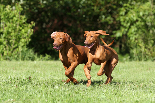 Two cheerful Hungarian Vizsla puppies play outdoors