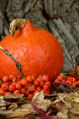 Pumpkin, dry leaves and rowan berry on wooden background Close-up