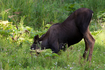 Fototapeta premium Moose Calf Eating