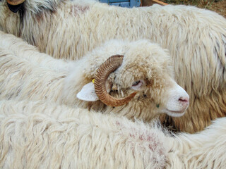 A ram among other rams