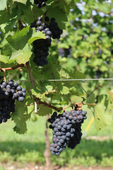 Detail of Pinot gris vineyard in the italian countryside. Ripe Pinot gris grapes ready to harvest on a sunny day