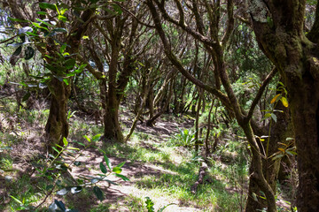 Hiking trail through enchanted ancient laurel sub tropical forest in the Teno mountain range on Tenerife, Canary Islands, Spain, Europe, EU. Dense diversified fauna. Path overgrown with moss and fern