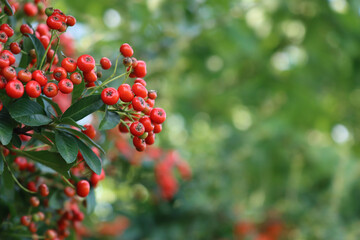 Natural background with Pyracantha or Firethorn hedge with red berries on branches autumn season