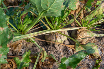 Mangelwurzel or mangold wurzel growing in agricultural field. Mangold, mangel beet, field beet, fodder beet or root of scarcity.