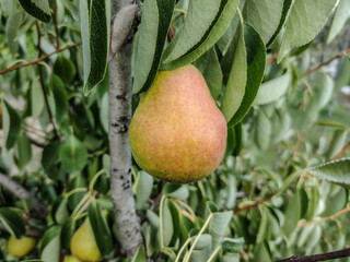 Ripe pear in the tree in Romania