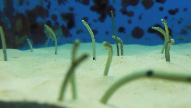 Garden eels poking their heads from their burrows while most of their bodies remain hidden.