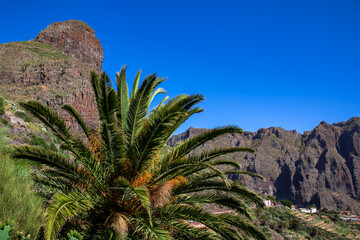 Fototapeta na wymiar Scenic view on the massive steep rock formation of the Teno mountain massive near village Masca, Tenerife, Canary Islands, Spain, Europe. Palm tree branches with blue background entering the frame