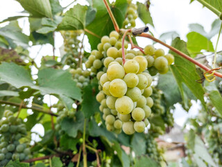 White ripe grapes in autumn, in Romania