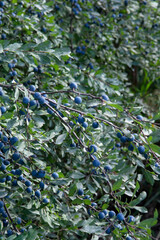 Prunus spinosa berries in the summer. Blackthorn or Sloe bluish fruits growing on the tree.
