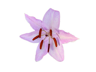 Fototapeta na wymiar Closeup shot of a pink lily. Isolated on white