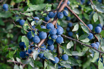 Prunus spinosa berries in the summer. Blackthorn or Sloe bluish fruits growing on the tree.