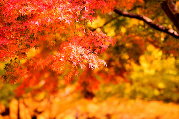 秋の落ち葉と銀杏の葉と紅葉