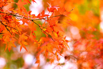 秋の落ち葉と銀杏の葉と紅葉