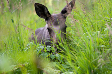 Moose Calf in the Grass