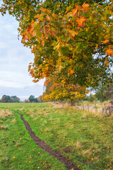 Fototapeta na wymiar Path on a meadow with colorful maple tree branches