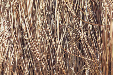 Reed fence wall as abstract background.