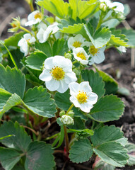 White flowers on strawberries in the vegetable garden.