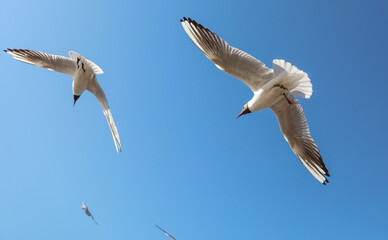 A flock of seagulls in flight against a sky.