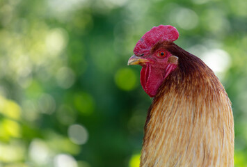 Portrait of a rooster in nature in summer.